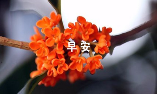 桂花.jpg